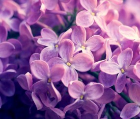 包含怀孕初期可以去动物园的词条