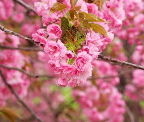 试管第三代成功率高吗