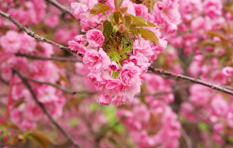 韭菜可以和什么炒着吃