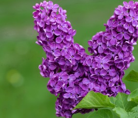 幼儿律动健康动起来视频