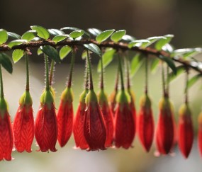 怀孕初期离不开手机