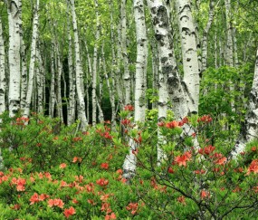 提高怀孕的药有哪些