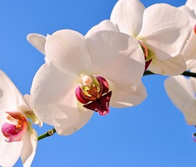 孕妇喝奶粉吐奶块和黄水