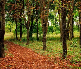 怀孕初期宫底向后