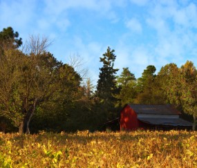 学龄期生长发育特点