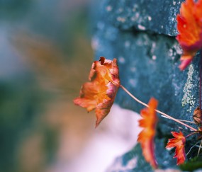 怀孕初期诊断子宫偏大胎位低