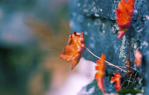 哈尔滨试管的成功率