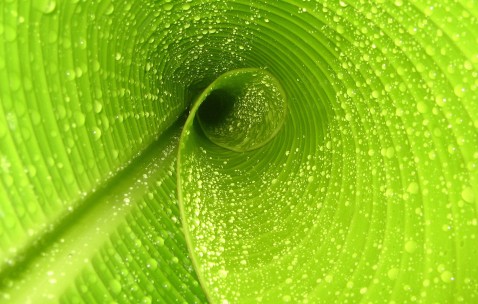 适合家庭水养的植物