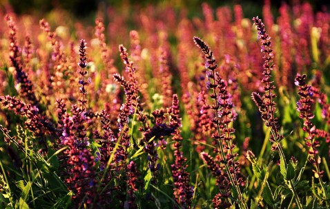 有巧囊试管成功率多大