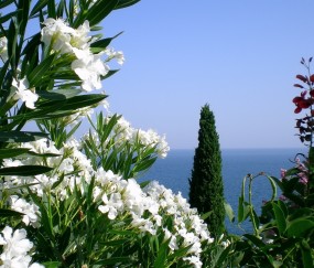 刚出生后孕妇吃什么奶粉好