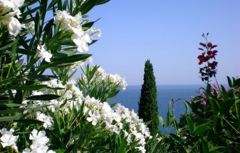 怀孕初期吃叶酸多