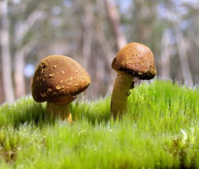 孕妇奶粉正常是什么时候开始喝