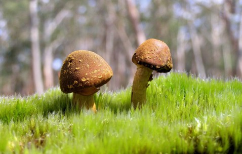 孕妇奶粉正常是什么时候开始喝