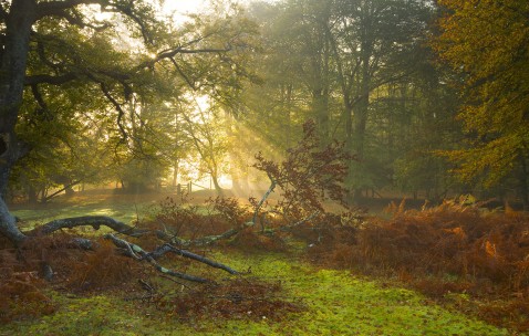报生育保险怀孕健康手册有啥用